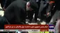 فیلم/ کاشت نهال توسط رئیسی و نخست وزیر پاکستان