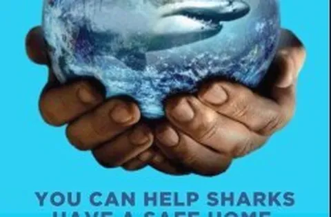 برگزاری کارگاه آموزشی حفاظت از کوسه ماهیان در کیش