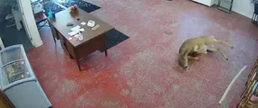 ورود وحشتناک یک گوزن به داخل قصابی!