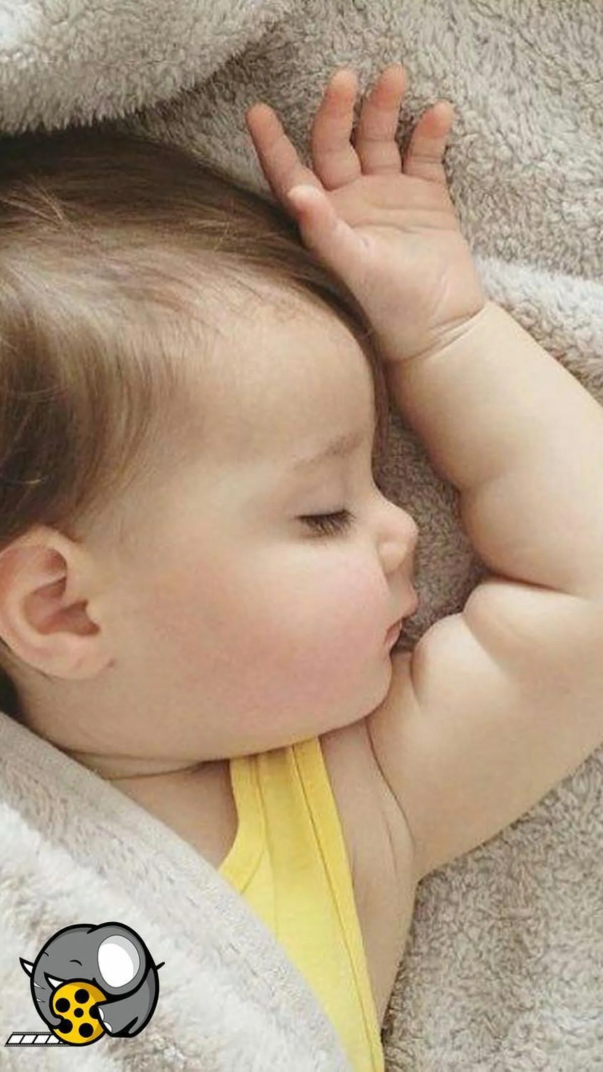 بیشترین ولادت متعلق به کدام استان بود در سال گذشته؟