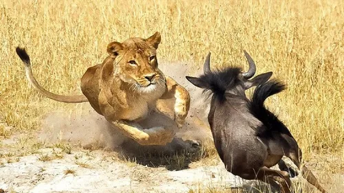 شکار عجیب و غریب مارماهی توسط ماهی دودزا! + فیلم