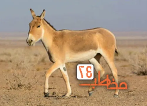 تار بستن عنکبوت از نمای نزدیک