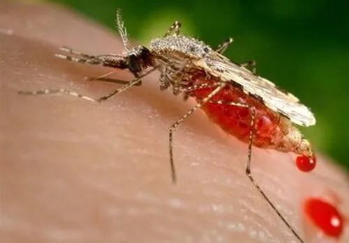 توصیه&zwnj;های مهم به زائران اربعین درباره پشه آئدس