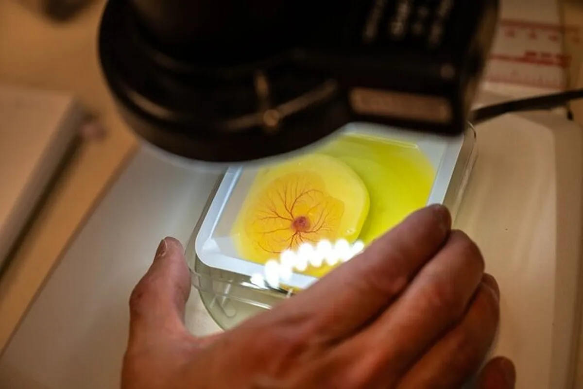 درمان سرطان با تخم مرغ!