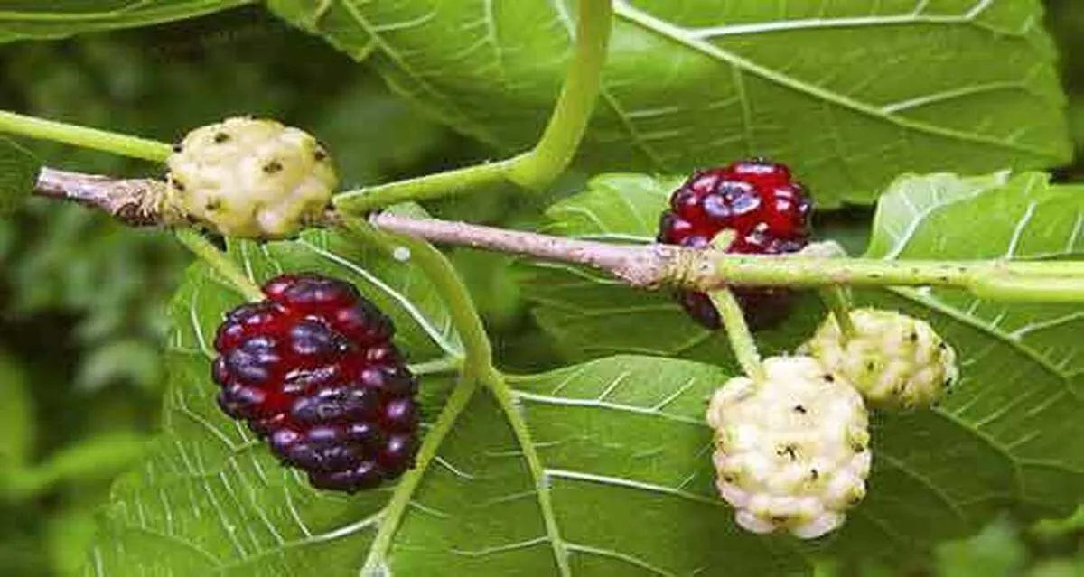 فواید فوق‌العاده خوردن توت برای بدن