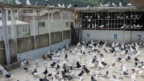 کبوتر بازی هم در شهر تهران شایع شده