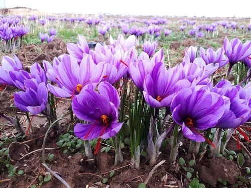برداشت طلای سرخ در گلستان