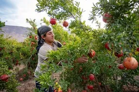 به مهمانی یاقوت سرخ ساوه