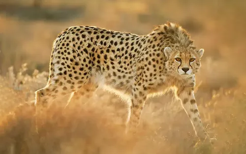 مادرانه‌های «مهشاد» برای بچه یوزپلنگ‌ها