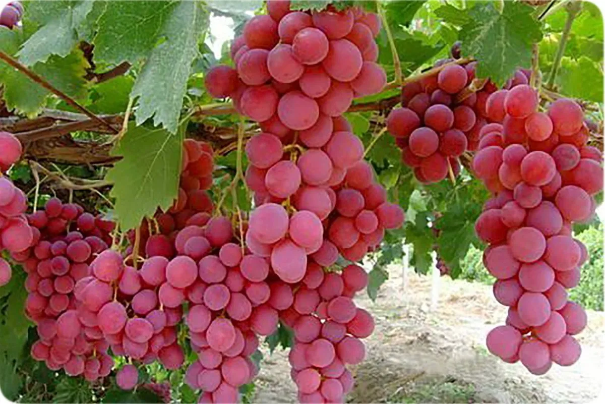 شهر جهانی انگور کجاست؟