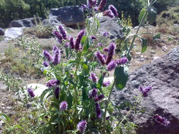 طبیعت زیبای روستای نهر از توابع بستان آباد، عکاسی گردشگری