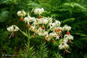 طبیعت زیبای داماش گیلان