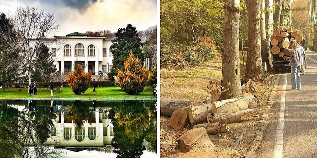 ماجرای جنجالی قطع درختان کاخ سعدآباد و واکنش مدیریت آن+ عکس