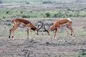 ببینید شیر فرصت طلب چطور وسط دعوای دو گوزن دست به شکار می‌زند (فیلم)