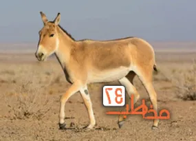 گور ایرانی بر گور فرزند؛ تصاویری اعجاب‌آور که تاکنون دیده نشده است