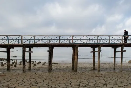 نجات یک فوک خزری توسط صیادان