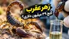 فیلم+ زهر عقرب چگونه استخراج می‌شود؟ راز مایعی با قیمت نجومی