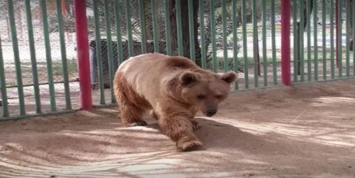 خرس&zwnj;ها نگهبان باغ وحش اصفهان را کُشتند