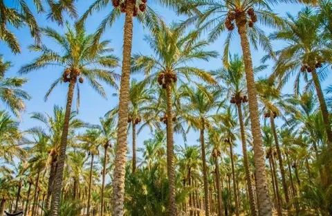 خرما دومین کالای صادراتی استاندارد بوشهر
